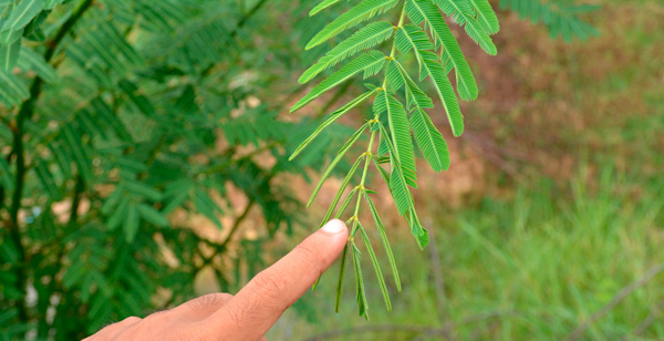 Accede al artículo El movimiento de las plantas