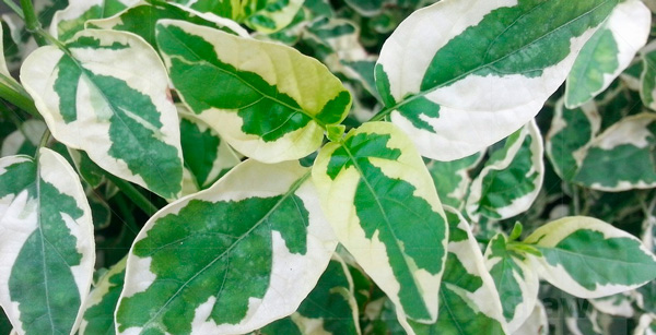 Accede al artículo Plantas variegadas, ¿qué son?
