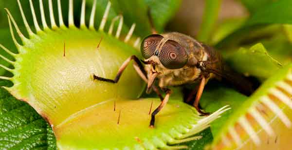 Accede al artículo La ciencia de las plantas carnívoras