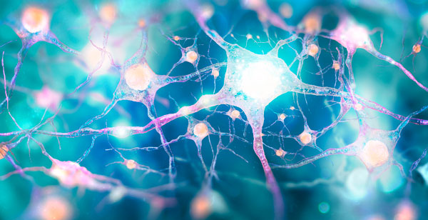 Accede al artículo ¿Cómo se conectan las neuronas?