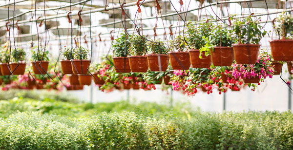 ¿Las plantas solo hacen la fotosíntesis en las hojas? ¿Las plantas solo hacen la fotosíntesis en las hojas?