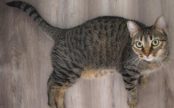 Fisica felina ¿Por qué los gatos siempre caen de pie? 