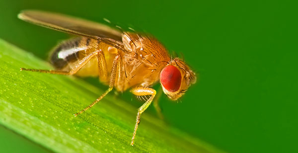 Usando un gusano y una mosca para estudiar al ser humano 