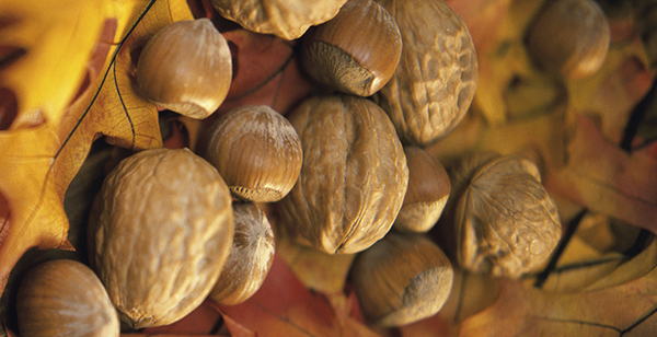 Beneficios de los frutos secos desde la gestación 