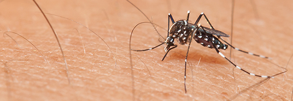 ¡Riesgos para nuestra salud por los mosquitos!  