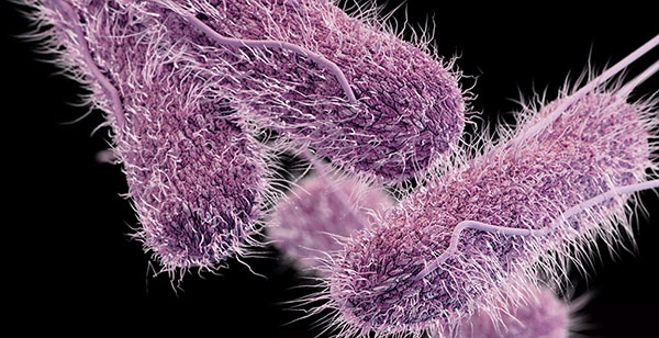 La importancia del caos en la biología: la estocasticidad 