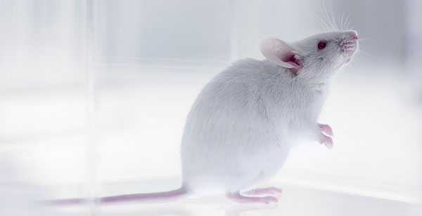Usando una rana, un pez y un ratón para estudiar a las personas 