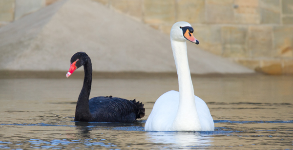 Cisnes Negros 