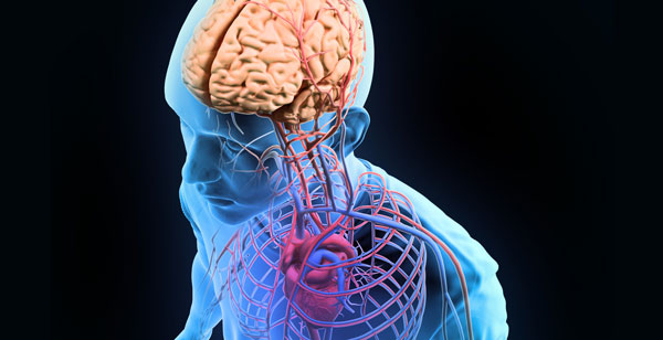 Tu cableado cerebral: el conectoma 