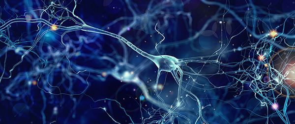 El invento que revolucionó la neurociencia: el fraccionador isotrópico 