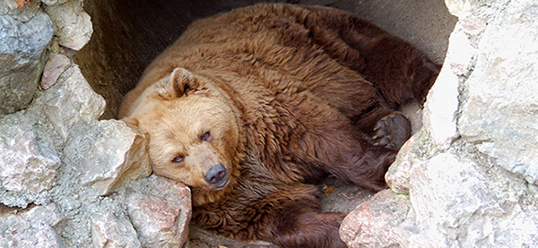¿Cómo sobrevive un oso pardo mientras hiberna? 